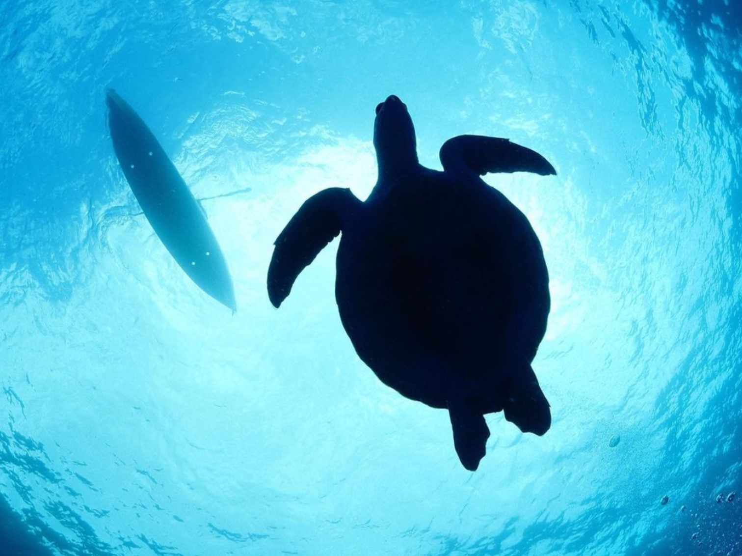 Turtle vs Kayak